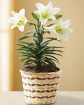 Premium size, inches height and inches wide.