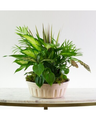 8in ceramic size, inches height and inches wide.