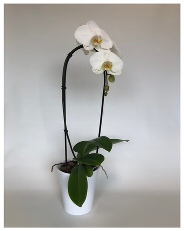 Standard size, 22 inches height and 8 inches wide.