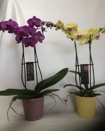 Standard size, 20 inches height and 10 inches wide.