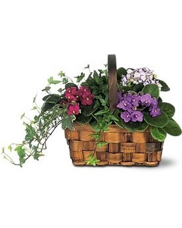 African Violet and Ivy size, inches height and inches wide.