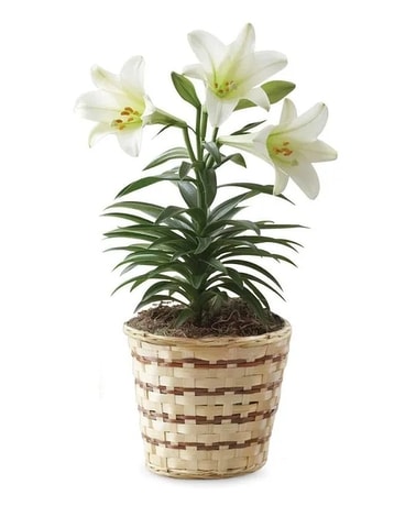 Single size, inches height and inches wide.