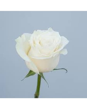 White Roses size, inches height and inches wide.