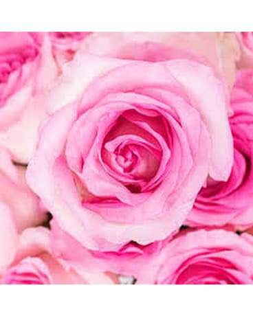 Pink Roses size, inches height and inches wide.