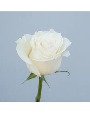 15 Roses White size, inches height and inches wide.