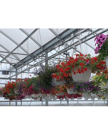 1 Hanging Basket size, inches height and inches wide.