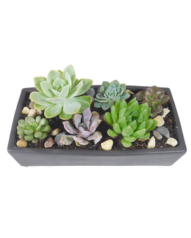 Black Ceramic size, inches height and inches wide.