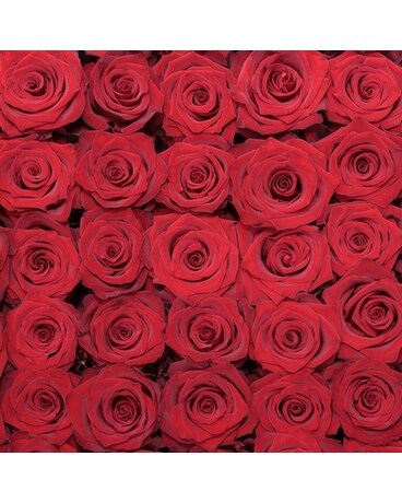 50 Red Roses orks size, inches height and inches wide.