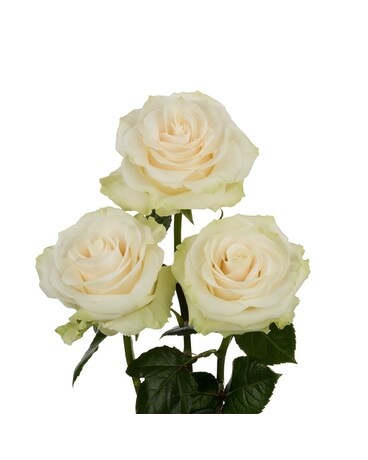3 Roses Arranged in a Vase size, inches height and inches wide.