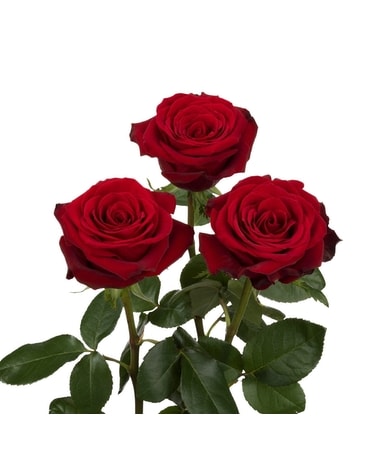 3 Roses Arranged in a Vase size, inches height and inches wide.