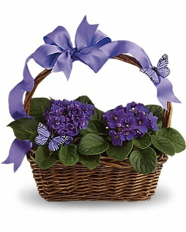Two Violet Basket size, inches height and inches wide.