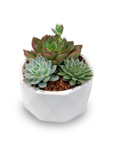Standard - SM size, inches height and 8 inches wide.