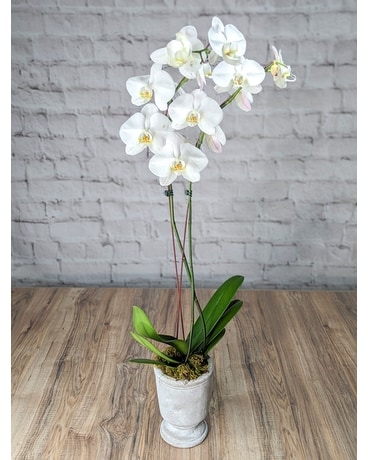 As Shown size, inches height and inches wide.