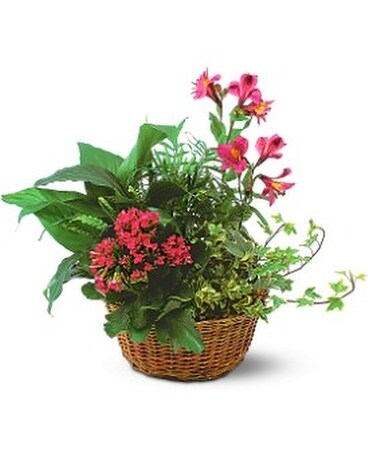 Standard size, 15 inches height and 14 inches wide.