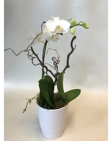 Double Orchid size, inches height and inches wide.