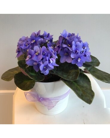 Beautiful As Shown size, inches height and inches wide.