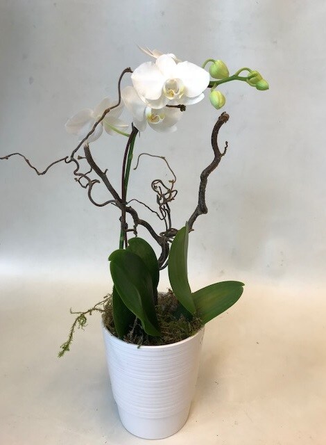 Single Orchid size, inches height and inches wide.