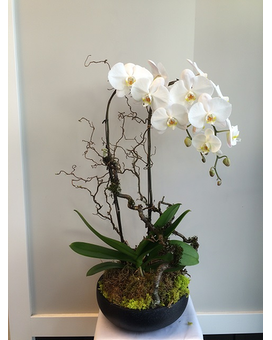 Lovely size, inches height and inches wide.