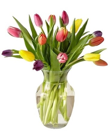 15 Tulips size, inches height and inches wide.