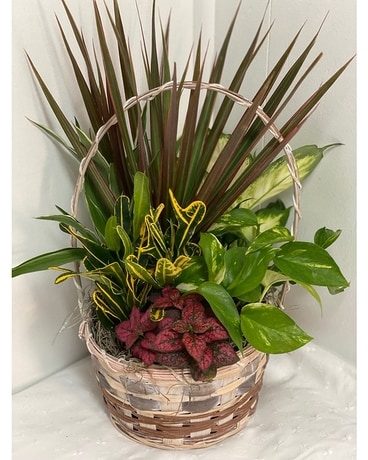 Greenery Basket-Standard Plant