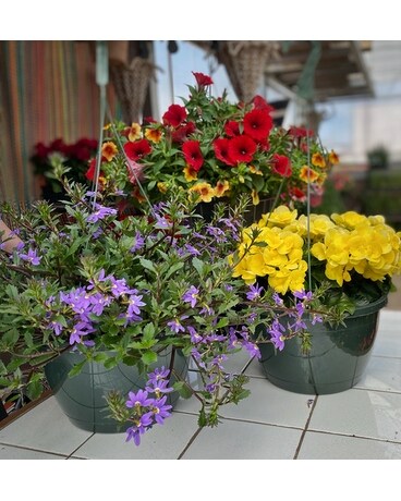 Hanging Basket Shade size, inches height and inches wide.