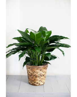 Wicker Basket size, inches height and inches wide.