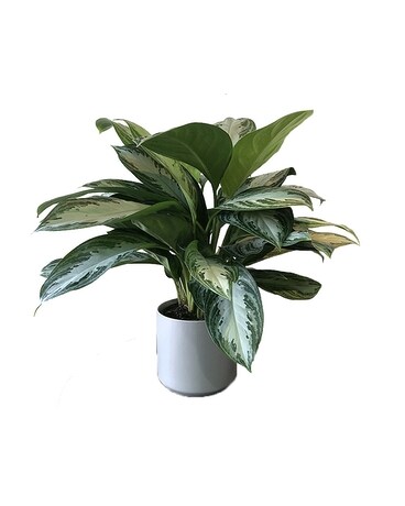 8" Plant ~floor plant size, inches height and inches wide.