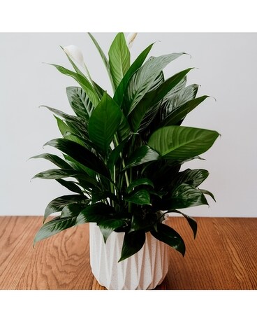 Deluxe size, 30 inches height and 18 inches wide.