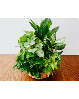 Deluxe (As Shown) size, 24 inches height and 20 inches wide.