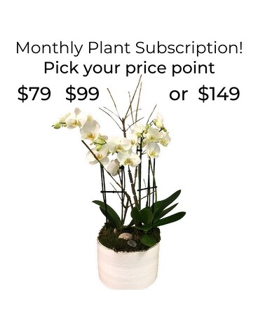 Classic ($79 + delivery each month) size, inches height and inches wide.