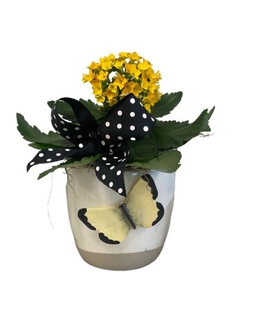 Plant Only size, inches height and inches wide.