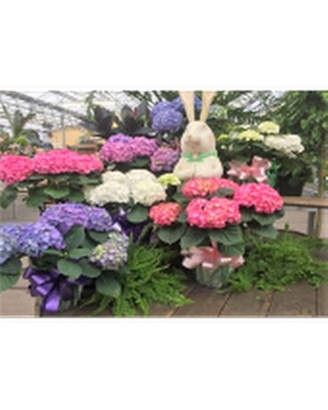 Deluxe in Basket size, inches height and inches wide.