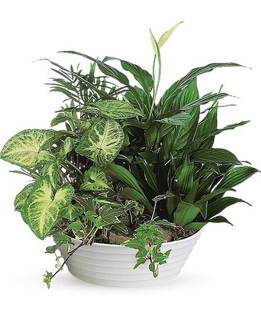 Medium size, 15 inches height and 14 inches wide.
