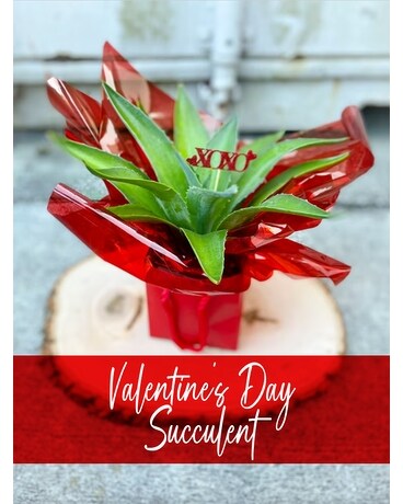 1 Plant size, inches height and inches wide.