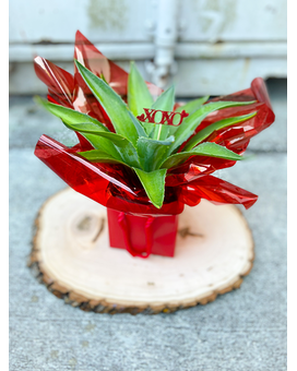 2 Plants size, inches height and inches wide.