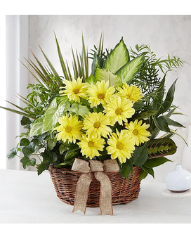 Extra Large size, inches height and inches wide.