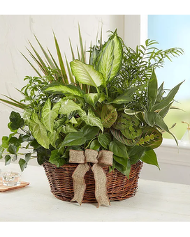 Extra Large - Ceramic size, inches height and inches wide.