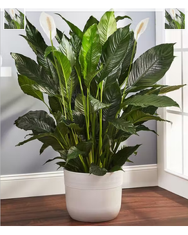 Large - Whicker Basket size, inches height and inches wide.