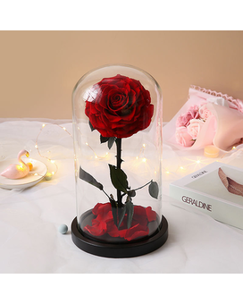 Deluxe size, inches height and inches wide.