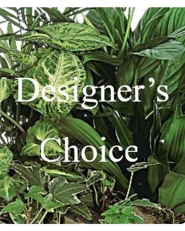 Plant Designer's Choice Plant