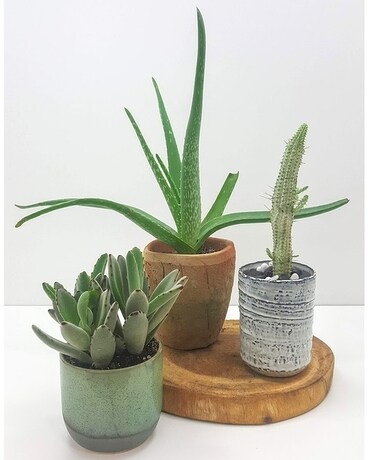 Small size, inches height and inches wide.