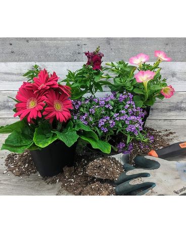 4 Plants size, inches height and inches wide.