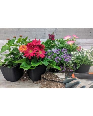6 Plants size, inches height and inches wide.