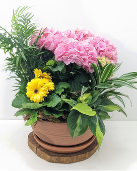 Double Deluxe size, inches height and inches wide.