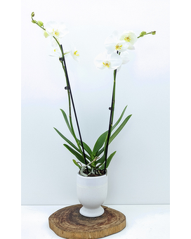 As Shown size, inches height and inches wide.