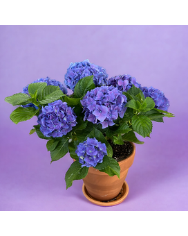 4.5" size, inches height and inches wide.