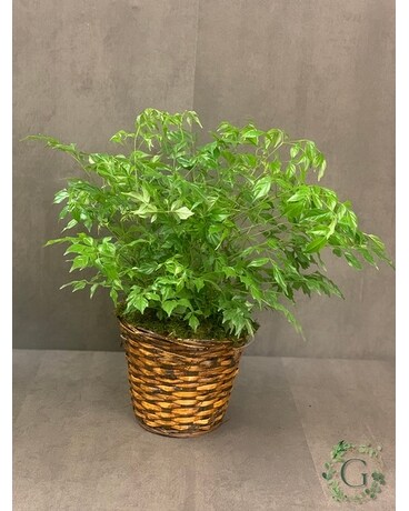 Table Plant size, inches height and inches wide.