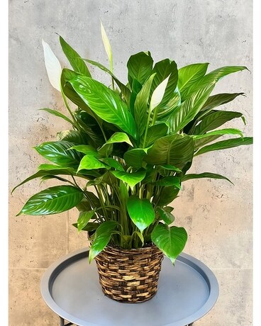 Basket size, inches height and inches wide.