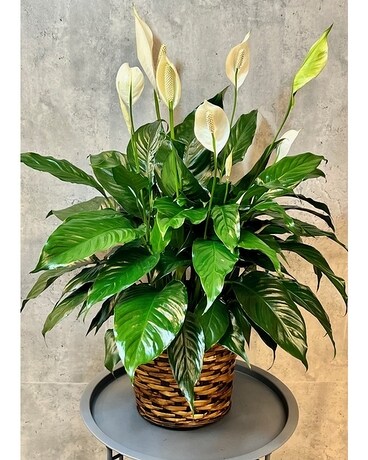 Basket size, inches height and inches wide.