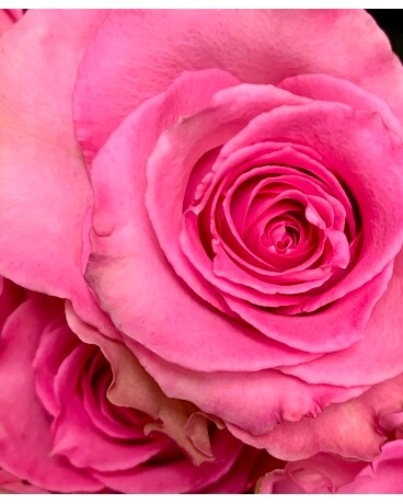 Pink size, inches height and inches wide.